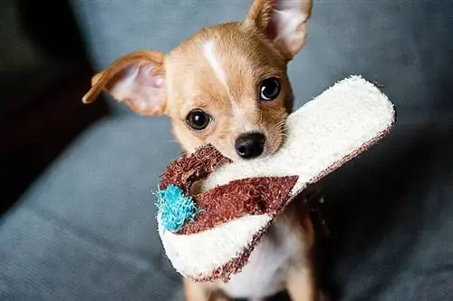 Chihuahua met pantoffel