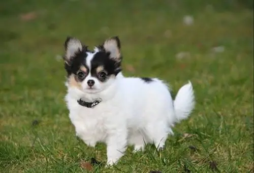 chihuahua corriendo