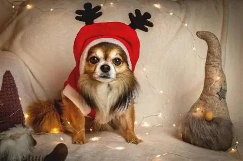 mbwa wa chihuahua amevaa kofia ya reindeer