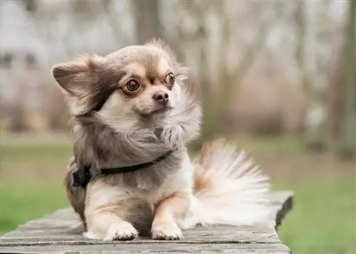 cerca de chihuahua sentado al aire libre