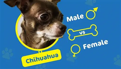 Masculin vs Femeie Chihuahua: Care este diferența (cu imagini)