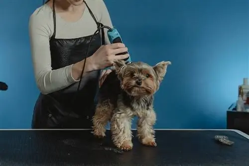 Dame toilettant un chien brun noir