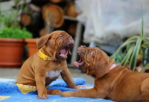 Dogue de bordeaux լակոտները խաղում են բացօթյա