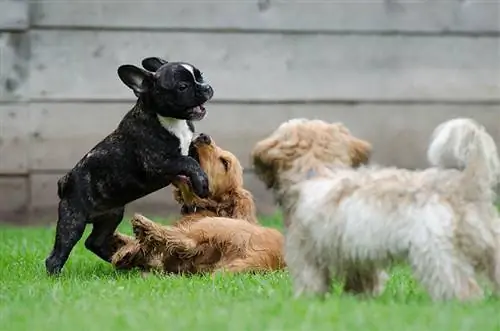 tiga anak anjing bermain di luar ruangan