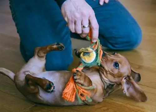 Besitzer benutzt Hundespielzeug, um mit seinem Haustier zu spielen