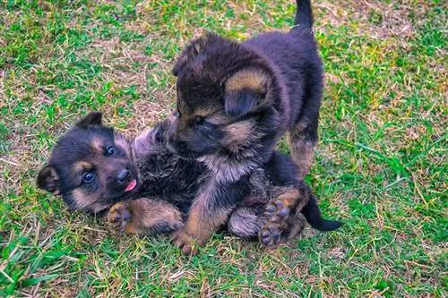 Puppies necə oynayır? Cinslər arasında dəyişirmi?