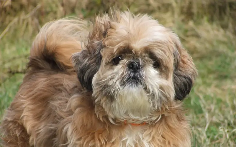 pręgowany pies shih tzu