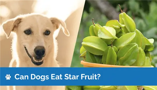 Maaari Bang Kumain ng Star Fruit ang Mga Aso? (Impormasyon sa Kaligtasan na Sinuri ng Vet)