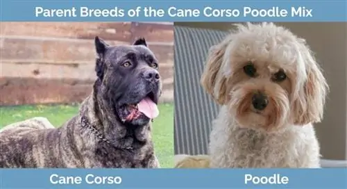 Races parentales de Cane Corso Poodle Mix