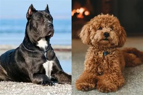 Cane Corso Poodle Mix: Impormasyon, Mga Larawan, Mga Katangian & Mga Katotohanan