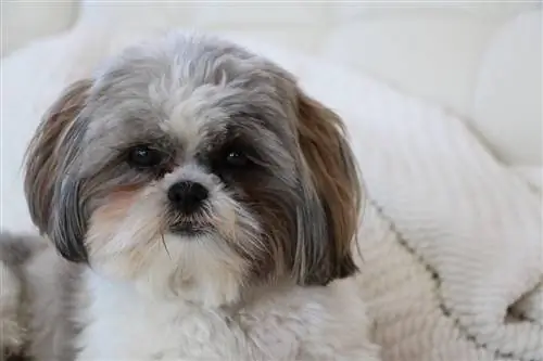 shihtzu al llit blanc shih tzu