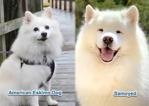 amerikansk-eskimo-hund-vs-samoyed-visuelle forskelle