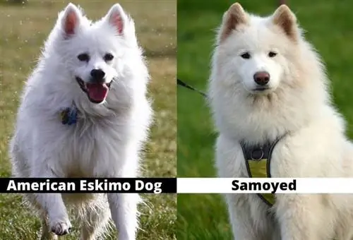 Amerikaanse Eskimo versus Samojeed