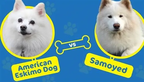 Qeni Eskimo Amerikan kundër Samoyed: Cili është ndryshimi?