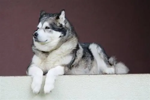 Alaskan Malamute Hund liegt auf Beton