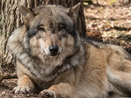 Chien-loup Utonagan