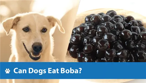 Kan hunde spise Boba? Dyrlægen gennemgået fakta & FAQ