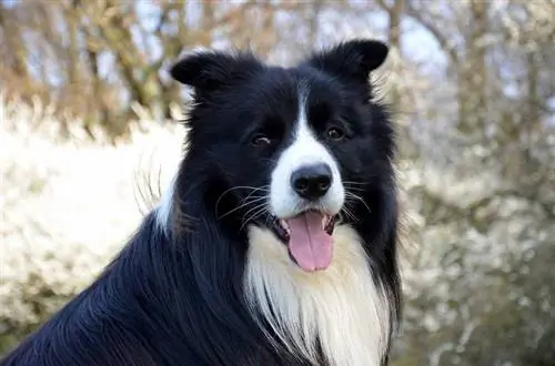 Border collie