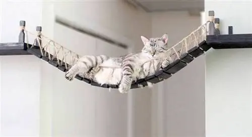 DIY Cat Rope Bridge