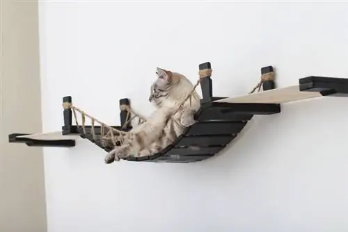 8 DIY Cat Bridge -suunnitelmaa, jotka voit tehdä tänään (kuvien kanssa)