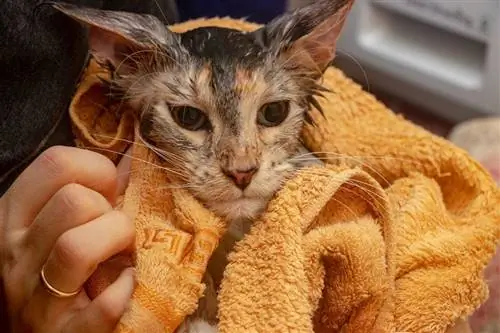 limpiando gato mojado seco con una toalla húmeda