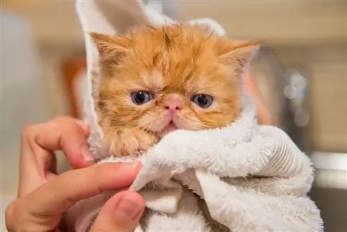 oranje kat in handdoek