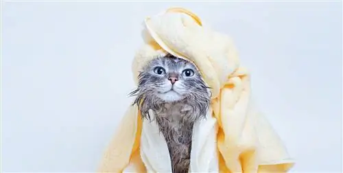 Come asciugare un gatto dopo il bagno (5 semplici passaggi approvati dal veterinario &)