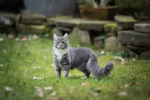 asul na maine coon na nakatayo sa damuhan