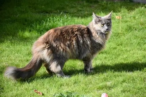 tortoiseshell blue smoke maine coon na nakatayo sa labas