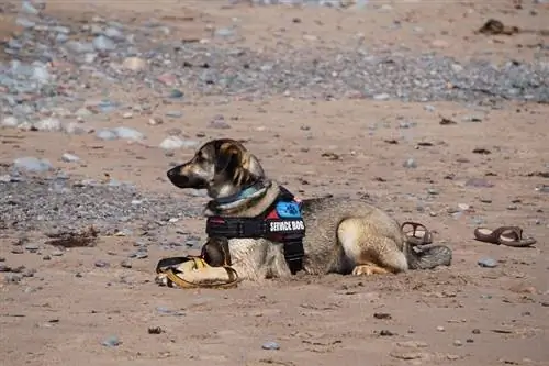 anjing pelayan berbaring di tepi pantai