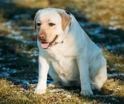 debel labradorec, ki sedi na tleh