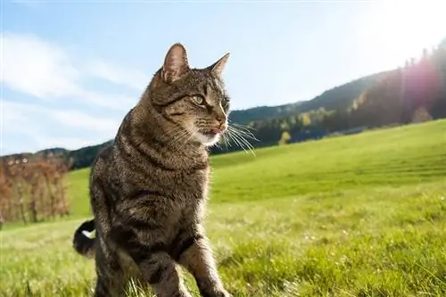 кошка гуляет по полю под солнечными лучами