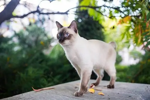 Kunnen katten hun weg naar huis vinden? Van hoe ver?