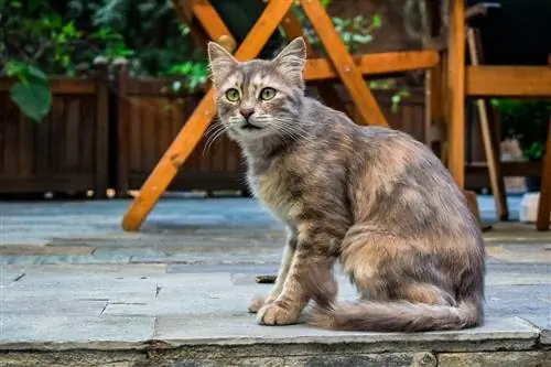 gato atigrado con bajo peso