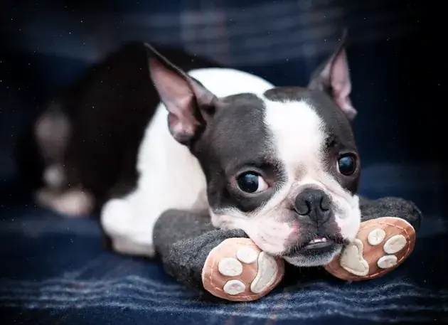 Sepatu Anak Anjing Crochet