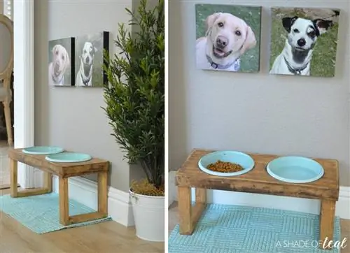 A Shade of Teal Raised Dog Feeder