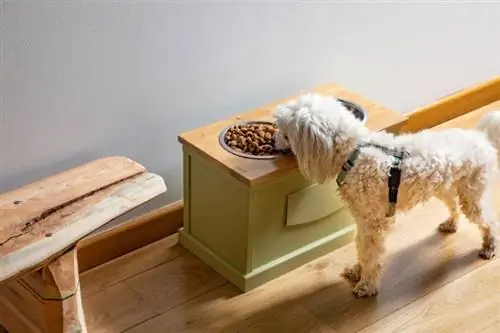 16 soportes para tazones elevados para perros que puedes construir hoy mismo (con imágenes)