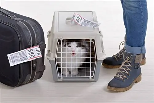 Katze in Transportbox wartet mit Besitzer am Flughafen