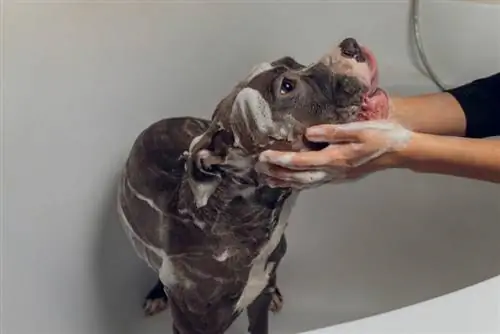 pitbull tomando un baño