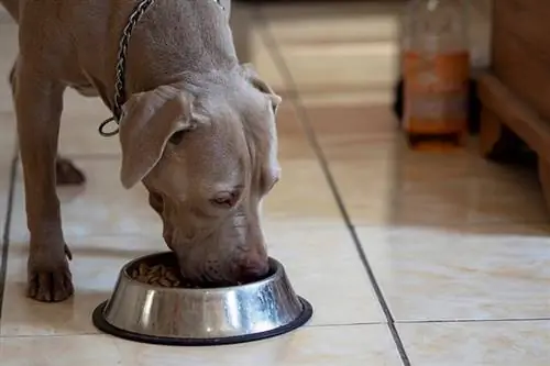 pitbull rusa biru makan kibble kering dari mangkuk