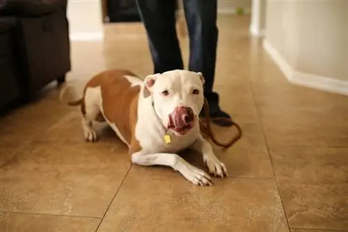 chien pitbull en laisse couché à l'intérieur