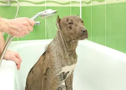 Quanto spesso dovresti fare il bagno a un pitbull? Fatti & Domande frequenti