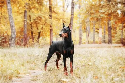 Doberman Pinscher บนพื้นหลังของต้นไม้ในฤดูใบไม้ร่วง