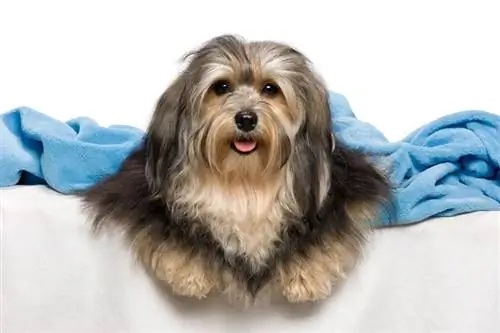 Is Havanese slimmer as die gemiddelde hond? Die verrassende antwoord