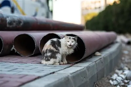 een wilde kat die in de buurt van metalen buizen zit