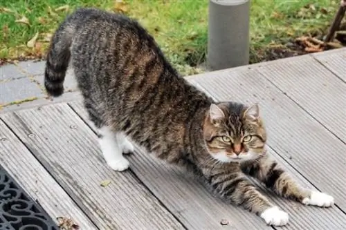 maine coon miv stretching