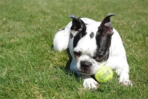 Boston terrier