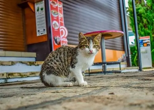 en herrelös katt som sitter vid trottoaren