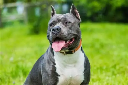 الأزرق Brindle Pitbull_Zanna Pesnina ، Shutterstock