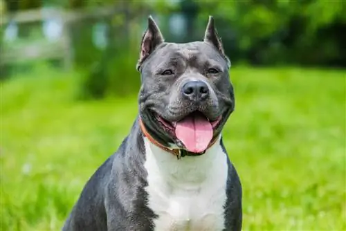 Blue Brindle Pitbull: фактілер, шығу тегі & тарих (суреттерімен)